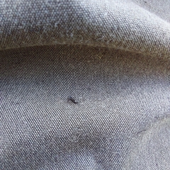 Phlaeothripidae