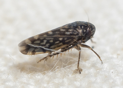 Xestocephalus