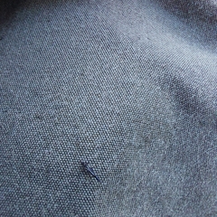 Phlaeothripidae