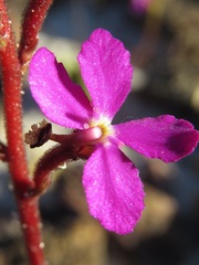 Stylidium lineare