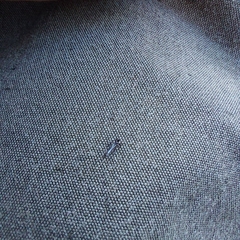 Phlaeothripidae