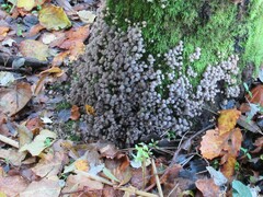 Coprinellus disseminatus