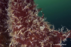 Caprella alaskana