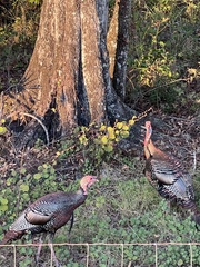 Meleagris gallopavo osceola
