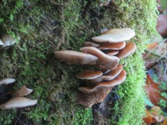 Fungi