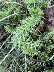 Achillea millefolium