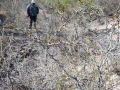 Haematoxylum brasiletto
