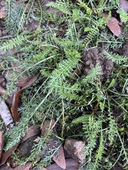 Achillea millefolium