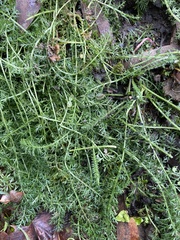 Achillea millefolium