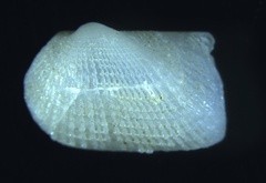 Arcopsis adamsi