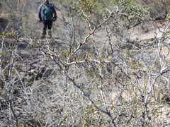 Haematoxylum brasiletto