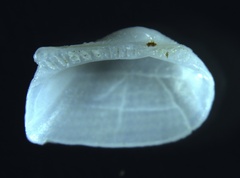 Arcopsis adamsi