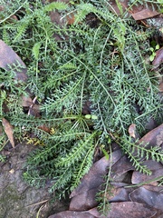 Achillea millefolium