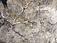 Haematoxylum brasiletto