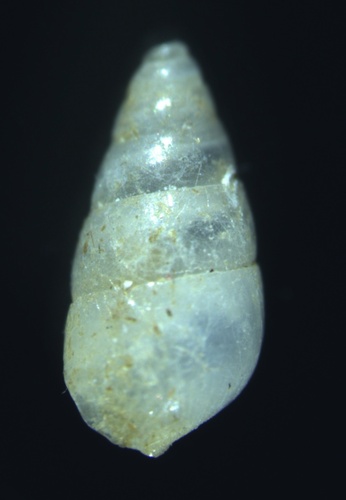 Odostomia laevigata
