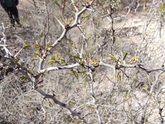 Haematoxylum brasiletto