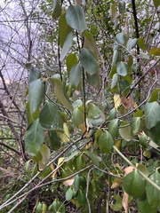 Euonymus fortunei