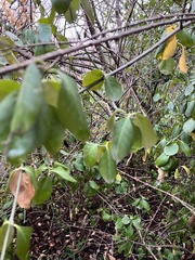 Euonymus fortunei