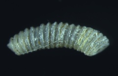 Caecum tornatum