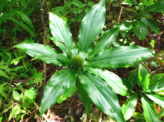 Costus pictus