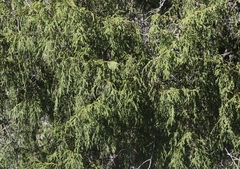 Juniperus flaccida