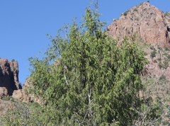 Juniperus flaccida
