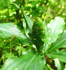 Costus pictus