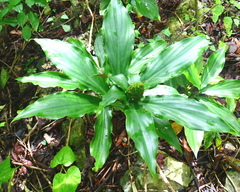 Costus pictus