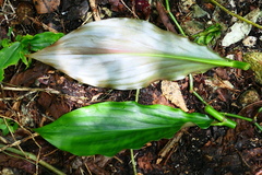 Costus pictus