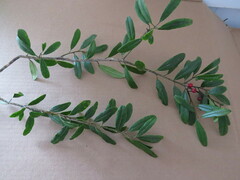 Ilex cassine