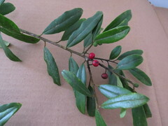 Ilex cassine