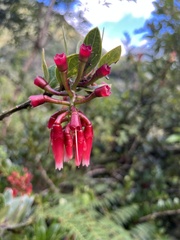 Macleania
