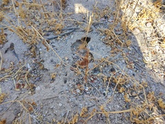 Leonotis nepetifolia