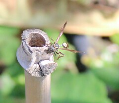 Mischocyttarus mexicanus