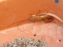 Pseudophyllodromiinae