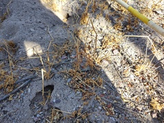 Leonotis nepetifolia