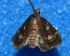 Anania tertialis