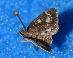 Anania tertialis
