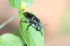 Thyreus nitidulus