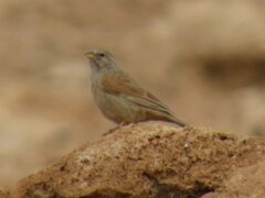 Emberiza sahari