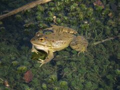 Pelophylax saharicus