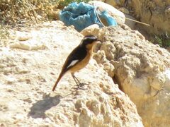 Phoenicurus moussieri