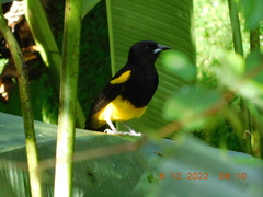 Icterus prosthemelas