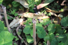 Mischocyttarus mexicanus