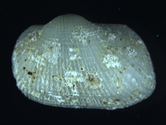 Arcopsis adamsi
