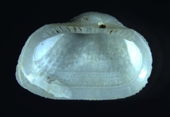 Arcopsis adamsi