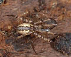 Pityohyphantes