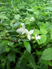 Tripogandra serrulata