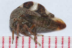 Cyrtolobus