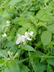 Tripogandra serrulata